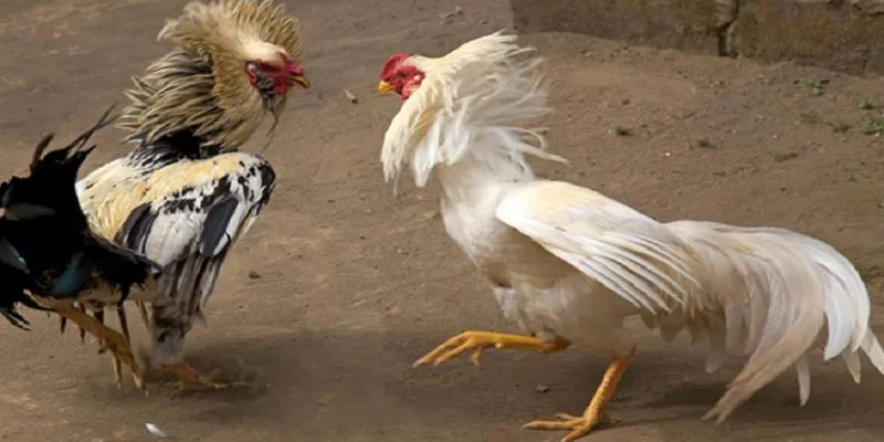 Đá Gà Cựa Sắt Tại KG88 – Thần Kê Chiến Đấu Đầy Kịch Tính 4 Cách chọn chiến kê để thi đấu ấn tượng