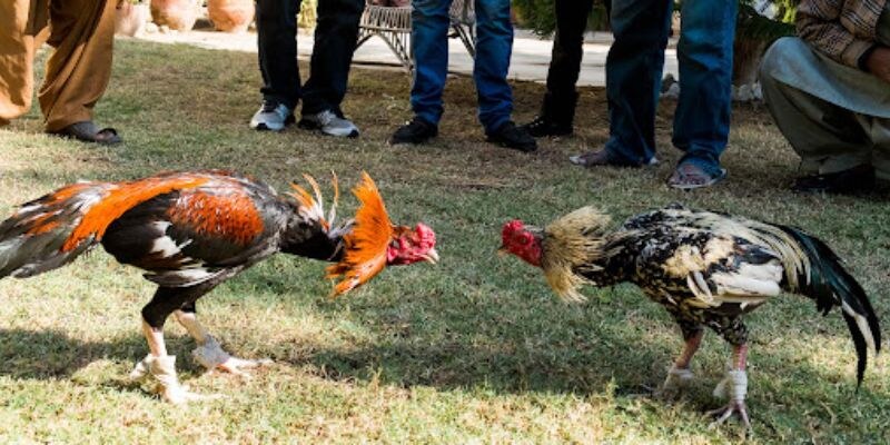 Đá Gà Thomo KG88 - Chia Sẻ Về Độ Kịch Tính Và Hấp Dẫn 4 Cách đặt cược ăn tiền đậm khi tham gia