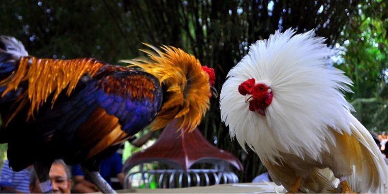 Đá Gà Thomo KG88 - Chia Sẻ Về Độ Kịch Tính Và Hấp Dẫn 1 da ga thomo 4