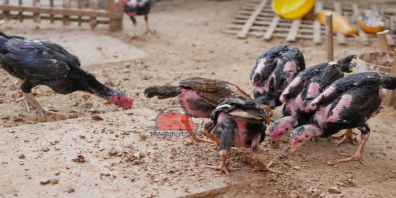 Gà Chọi Nòi - Những Chiến Binh Lừng Danh Tại KG88 1 ga choi noi 2